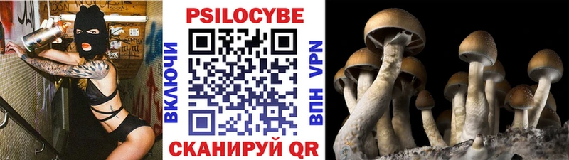 Псилоцибиновые грибы GOLDEN TEACHER  Купить закладки  Наволоки 